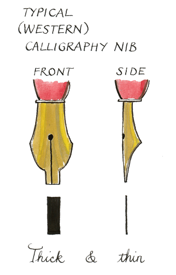 Illustration of a typical western calligraphy nib showing thick-and-thin characteristic.